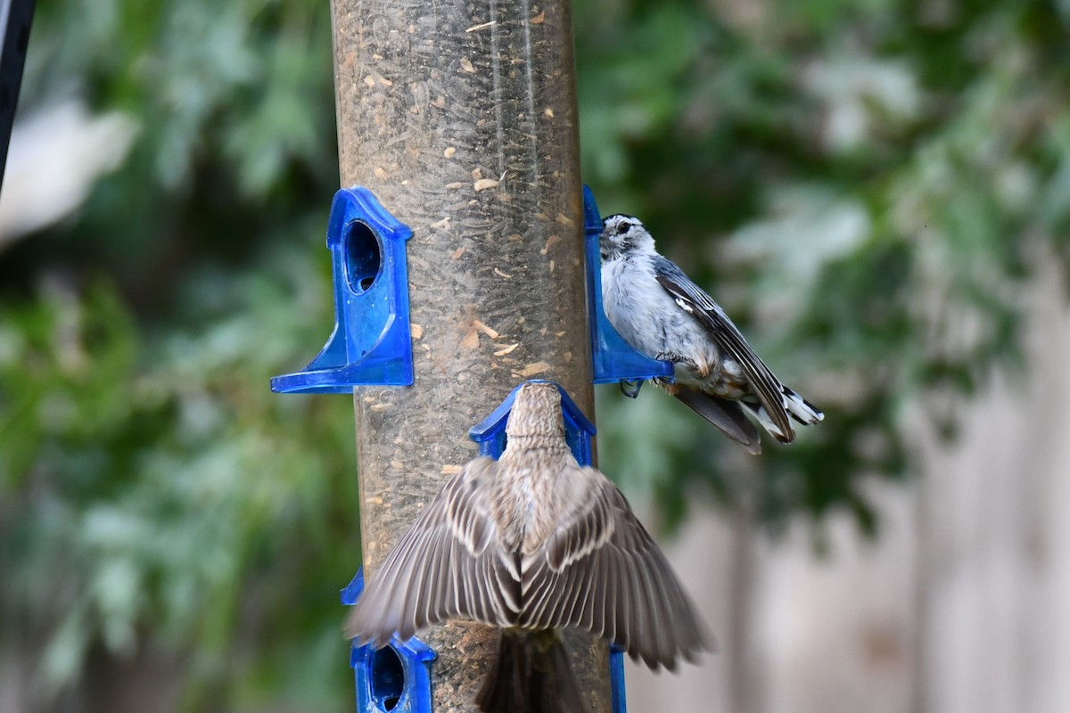 White-breasted Nuthatch - ML640227981