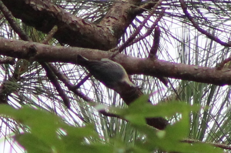 Brown-headed Nuthatch - ML640227984