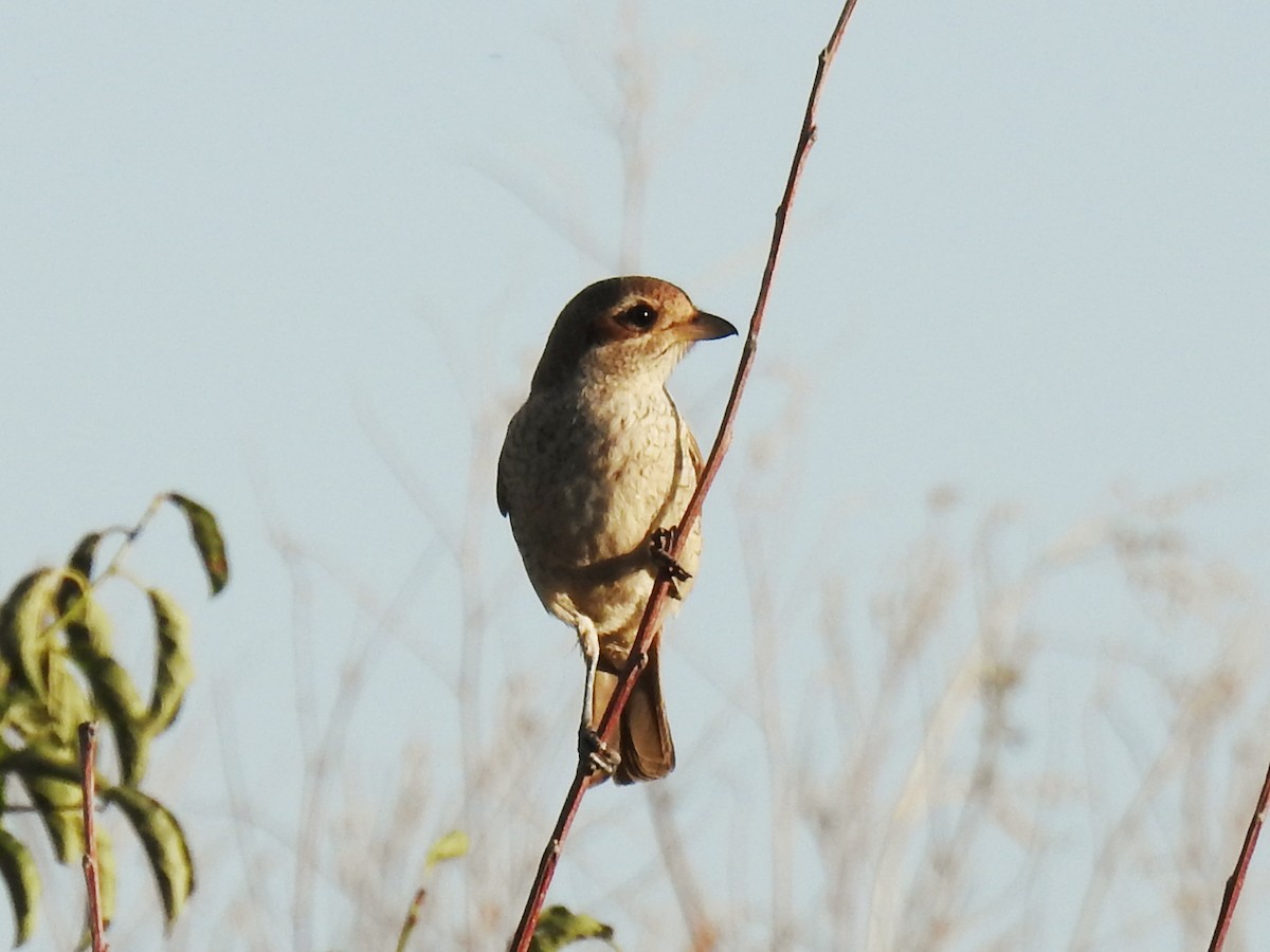 Red-backed Shrike - ML640228020