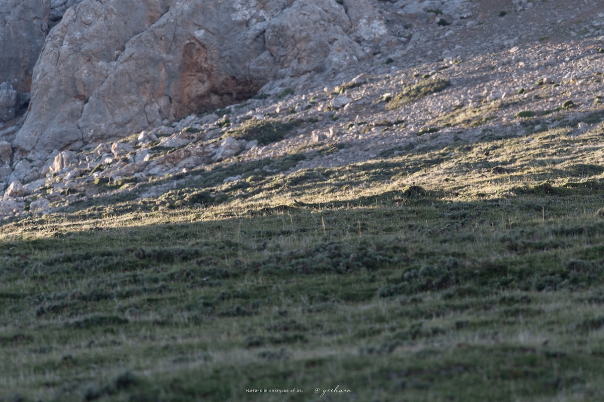 Tibetan Bunting - ML640228071