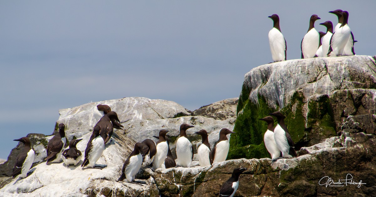 Common Murre - ML640228092