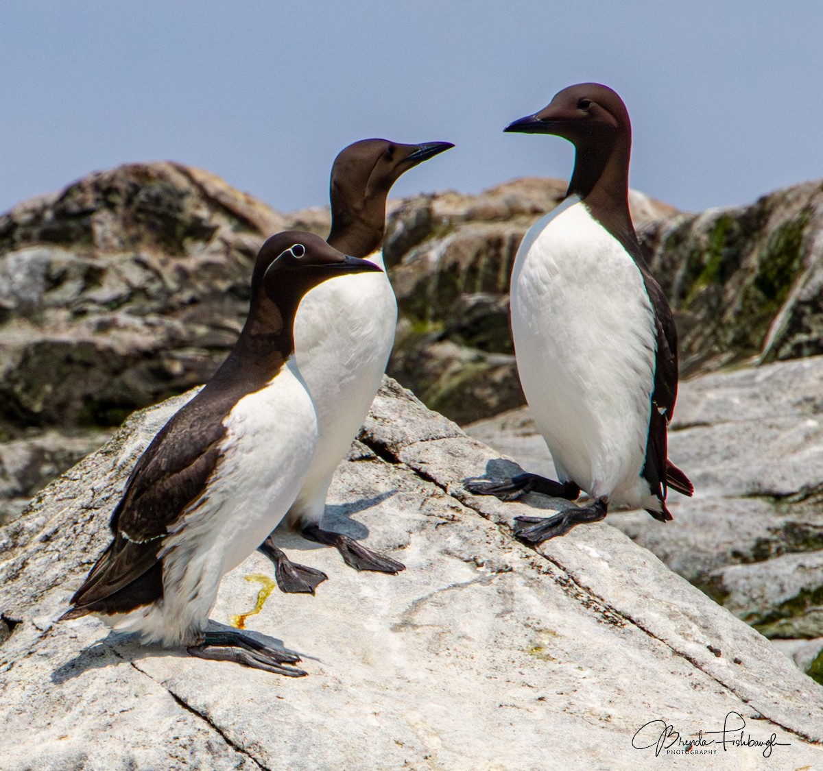 Common Murre - ML640228093