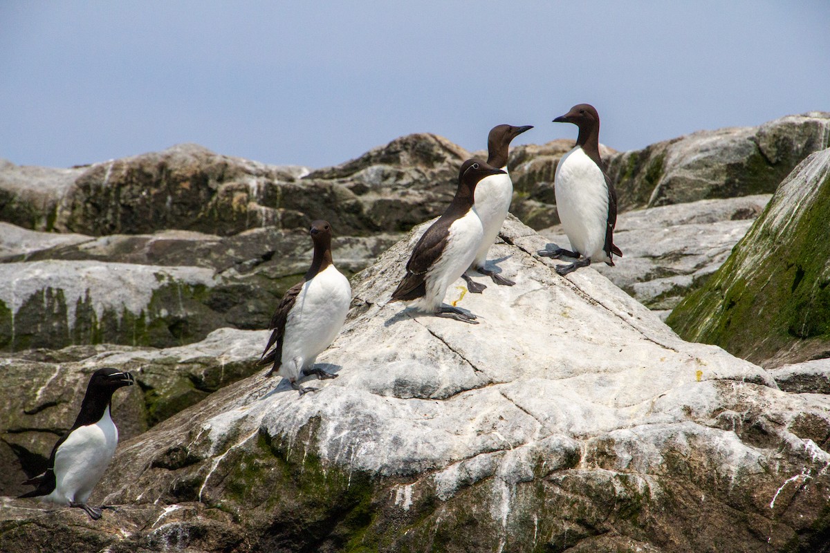 Common Murre - ML640228094