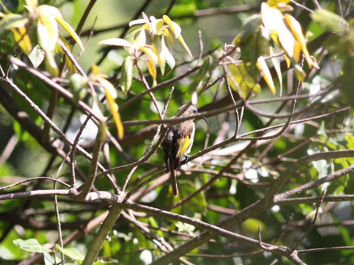 Golden-winged Sunbird - ML640228167