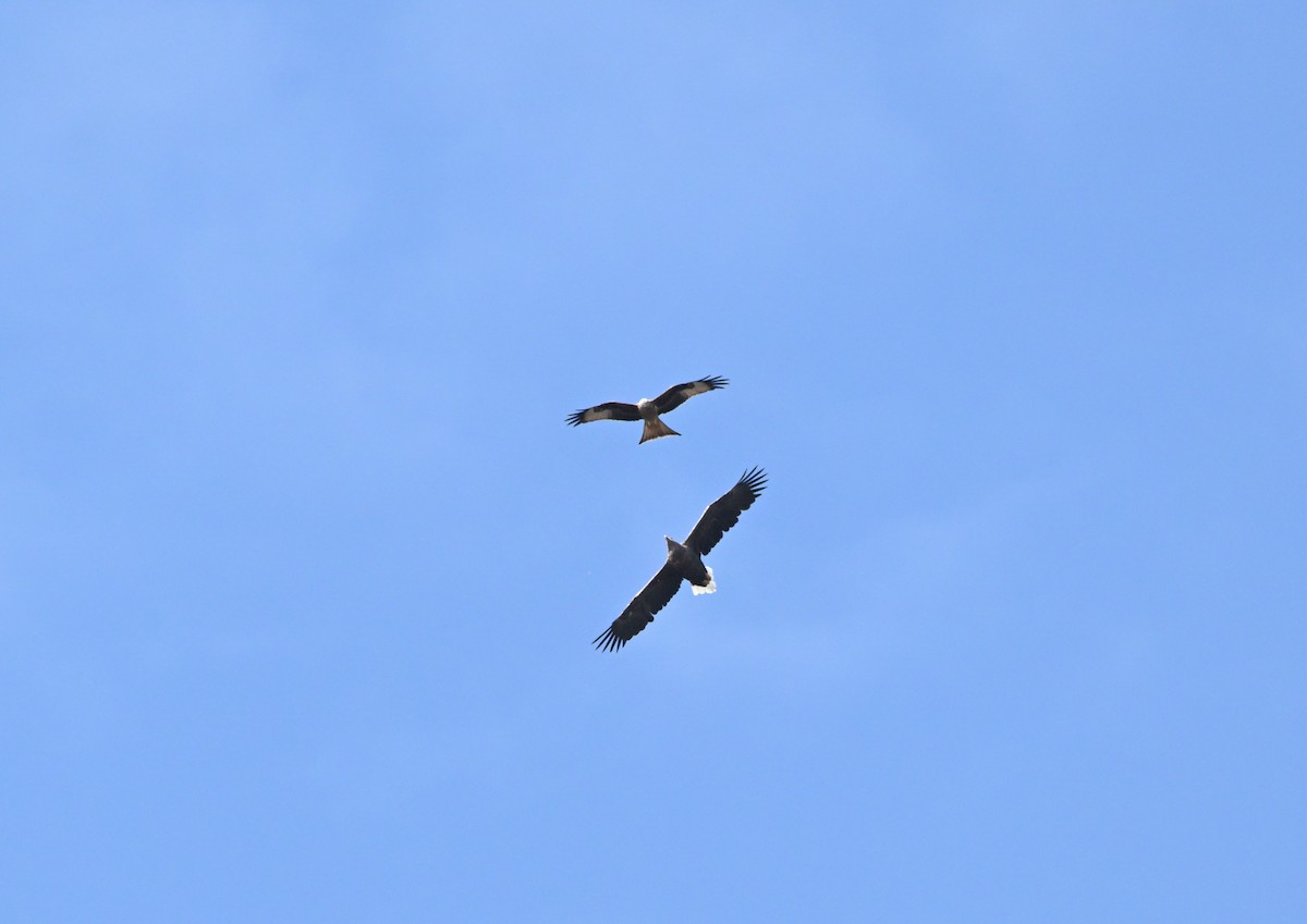 White-tailed Eagle - ML640228174