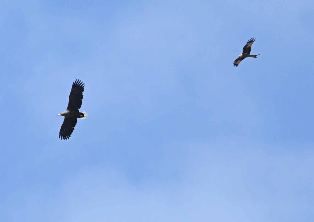 White-tailed Eagle - ML640228175