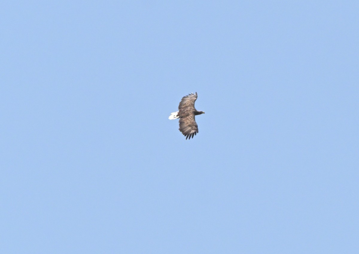 White-tailed Eagle - ML640228176