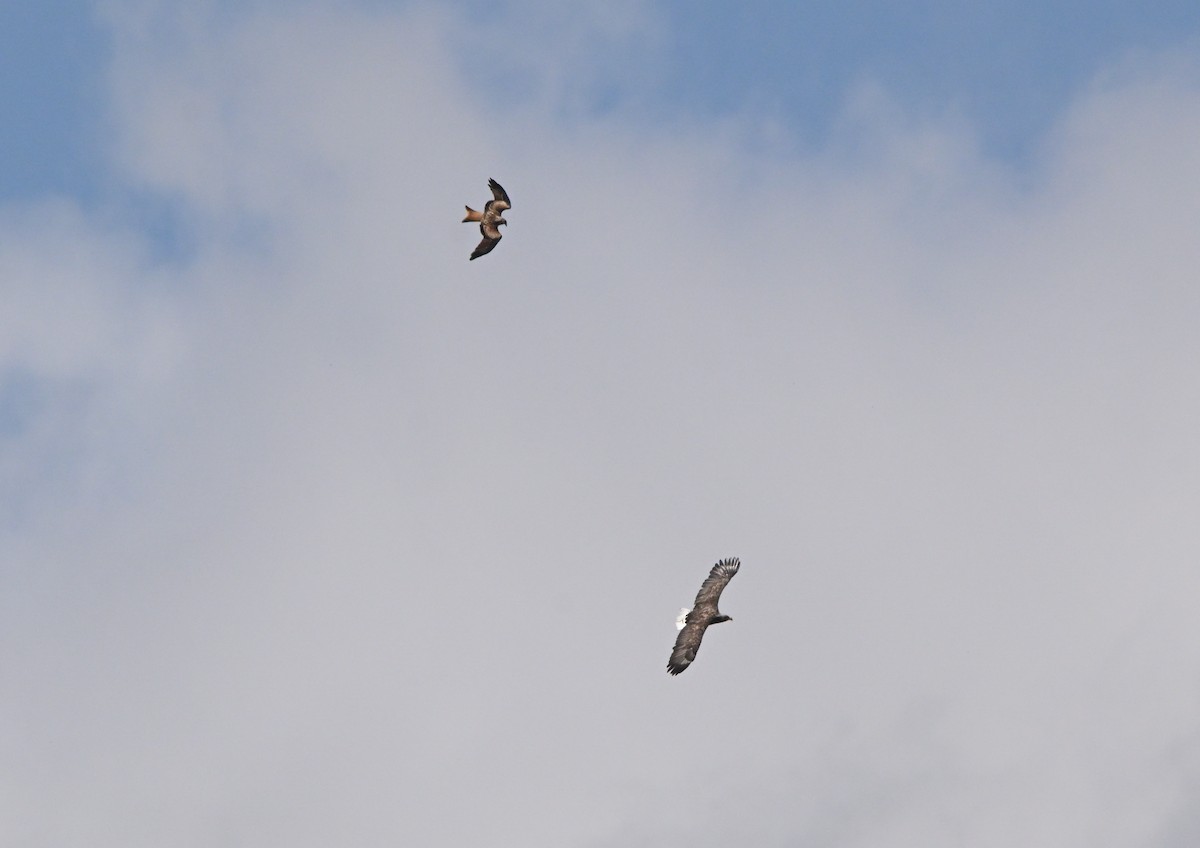 White-tailed Eagle - ML640228178
