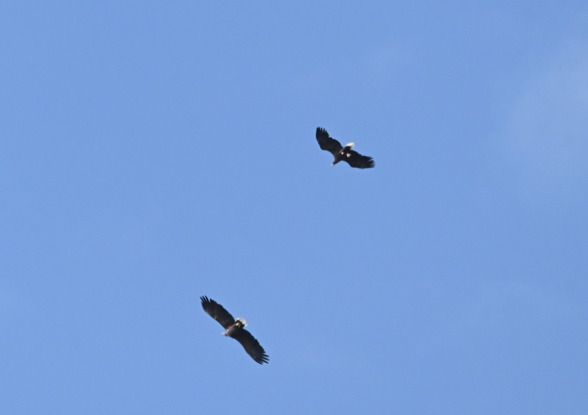 White-tailed Eagle - ML640228179