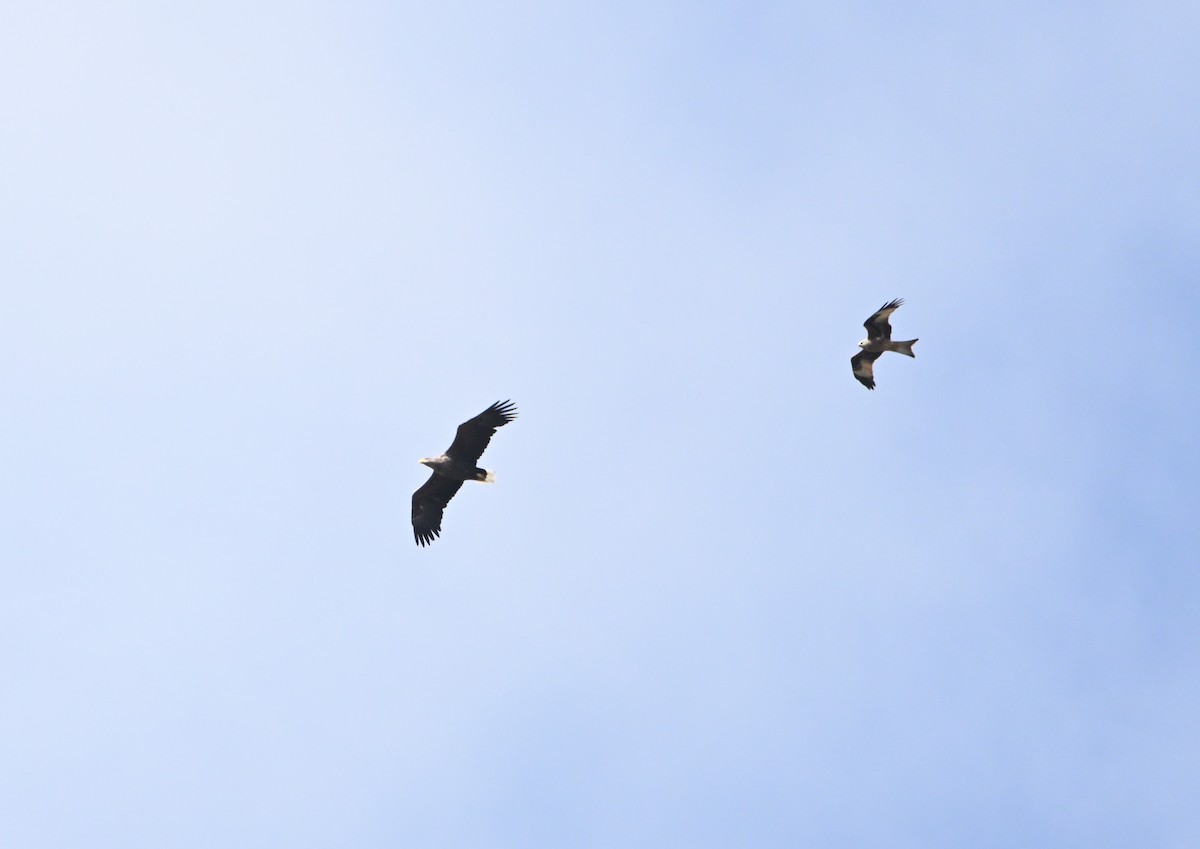 White-tailed Eagle - ML640228180