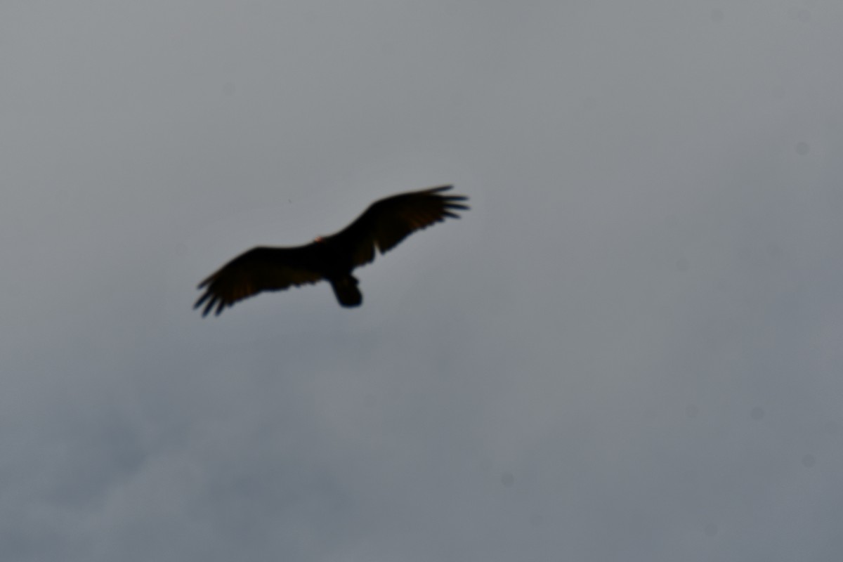 Turkey Vulture - ML640228189