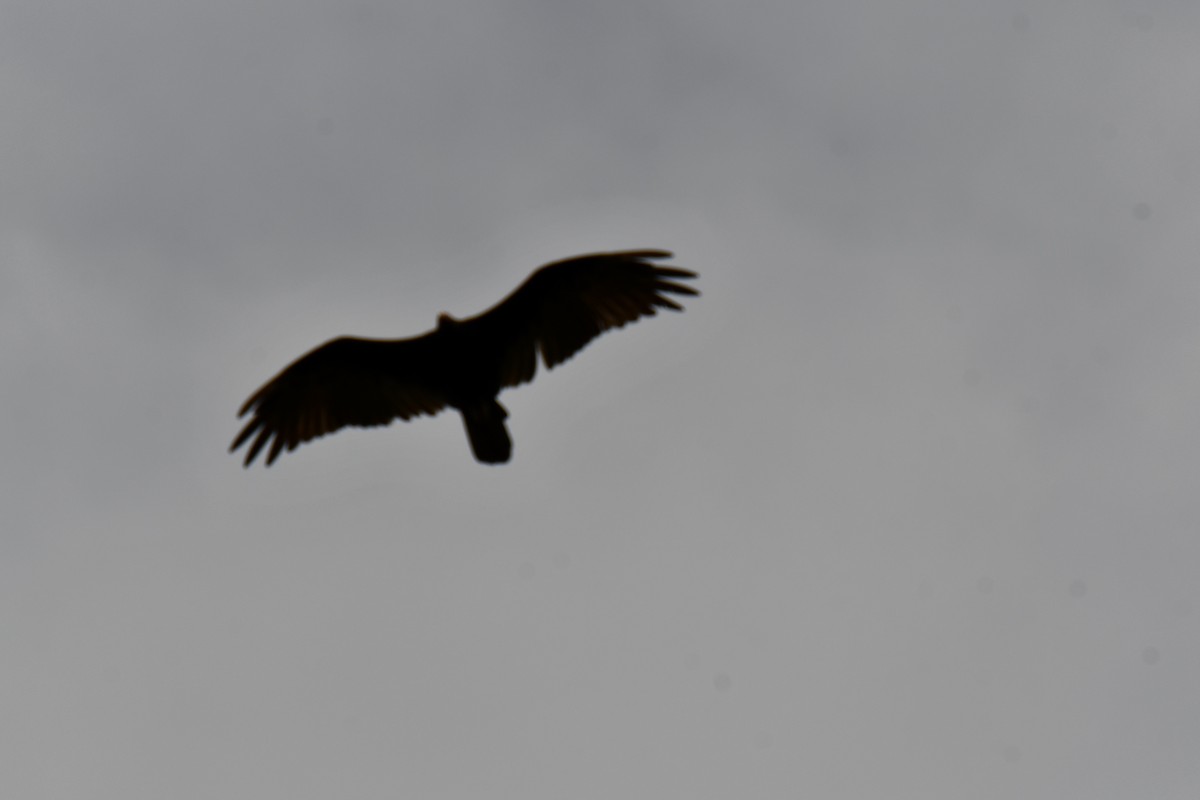 Turkey Vulture - ML640228190