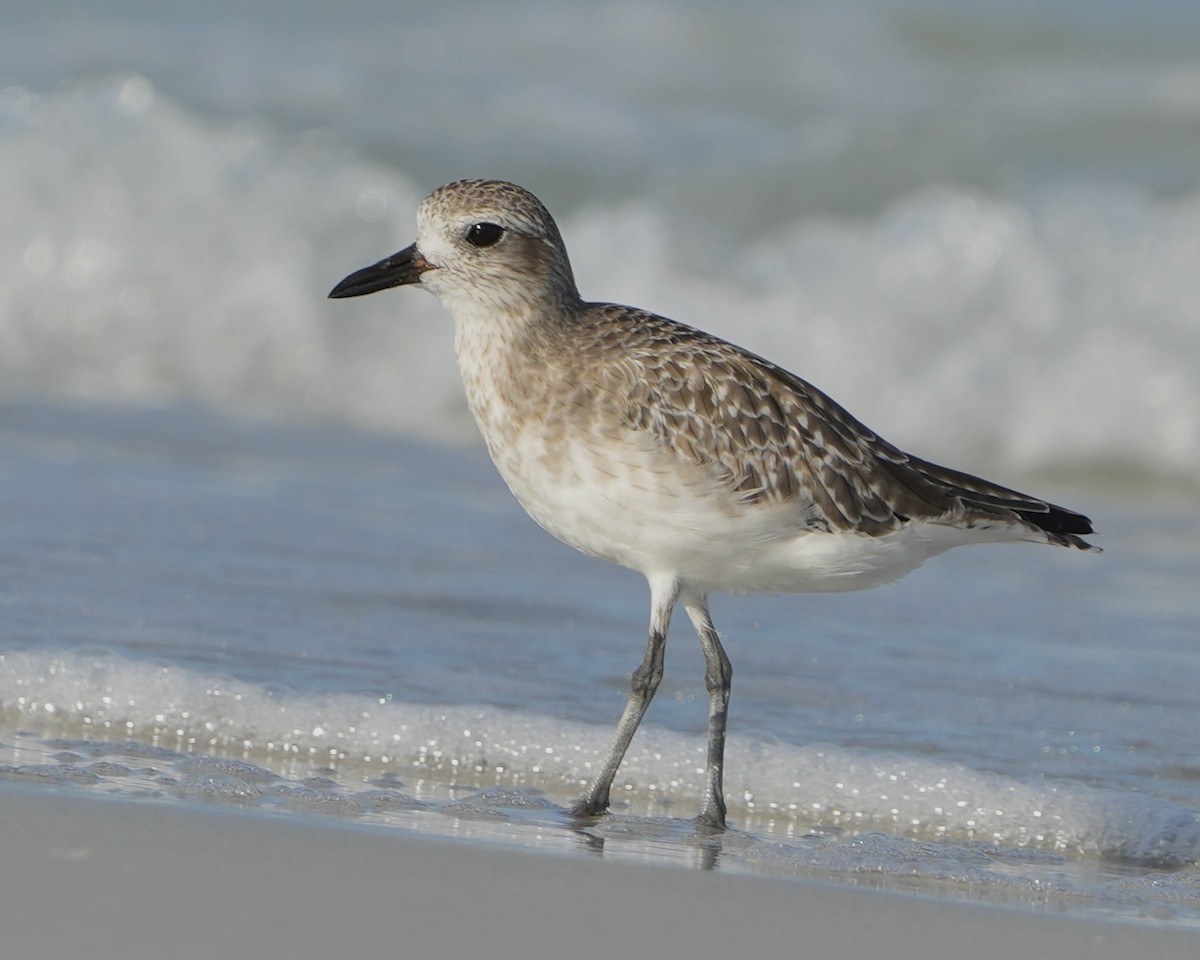 Black-bellied Plover - ML640228195