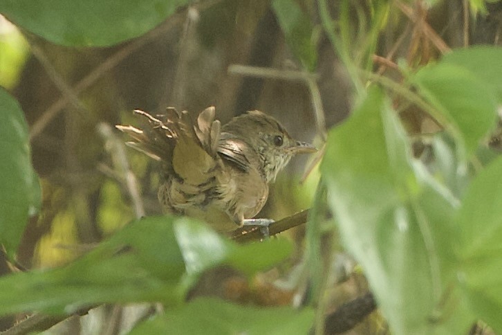 Thick-billed Warbler - ML640228206