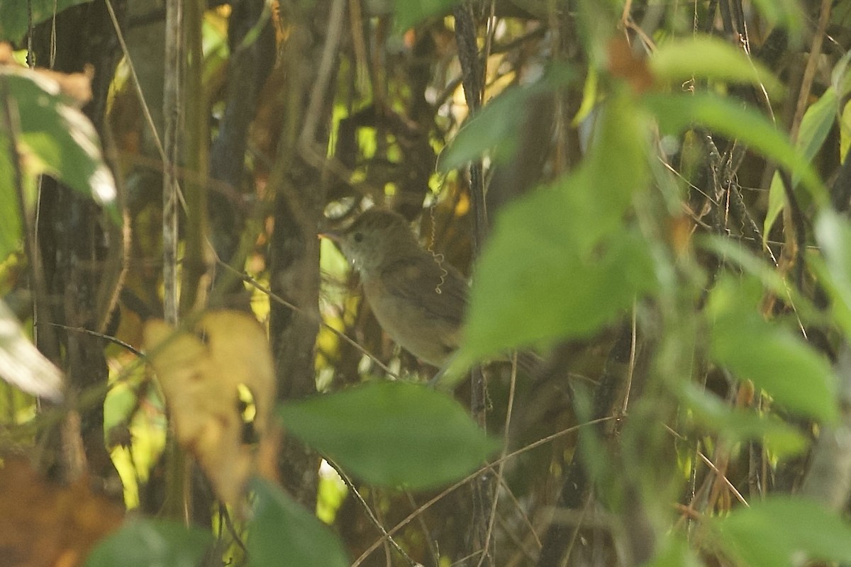 Thick-billed Warbler - ML640228207