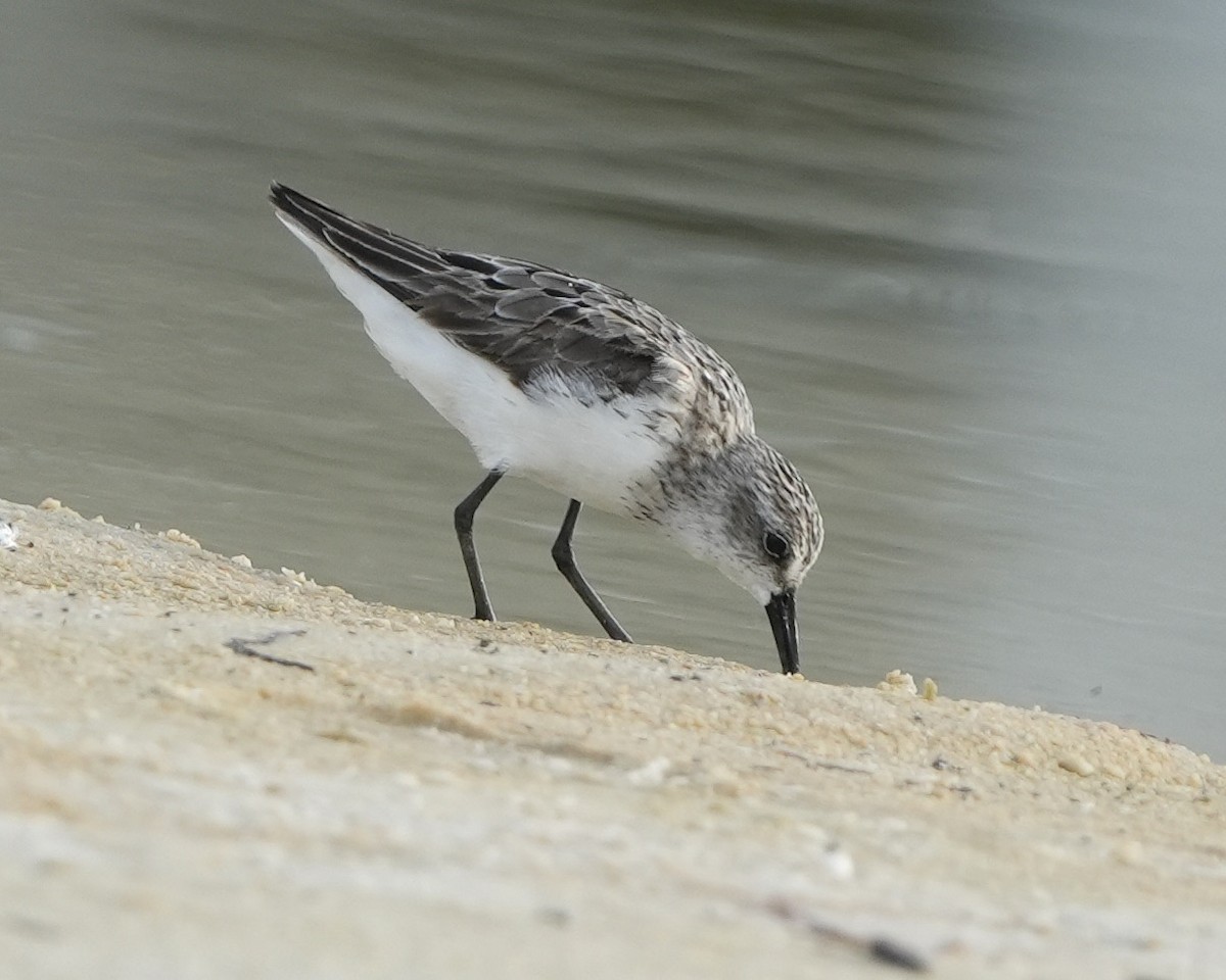 Semipalmated Sandpiper - ML640228222