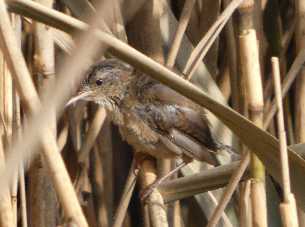 Marsh Wren - ML640228245