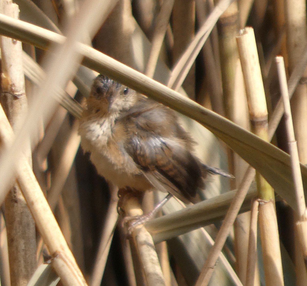 Marsh Wren - ML640228246