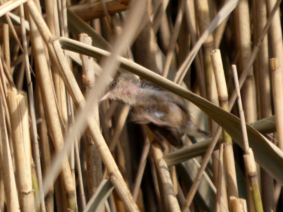 Marsh Wren - ML640228247