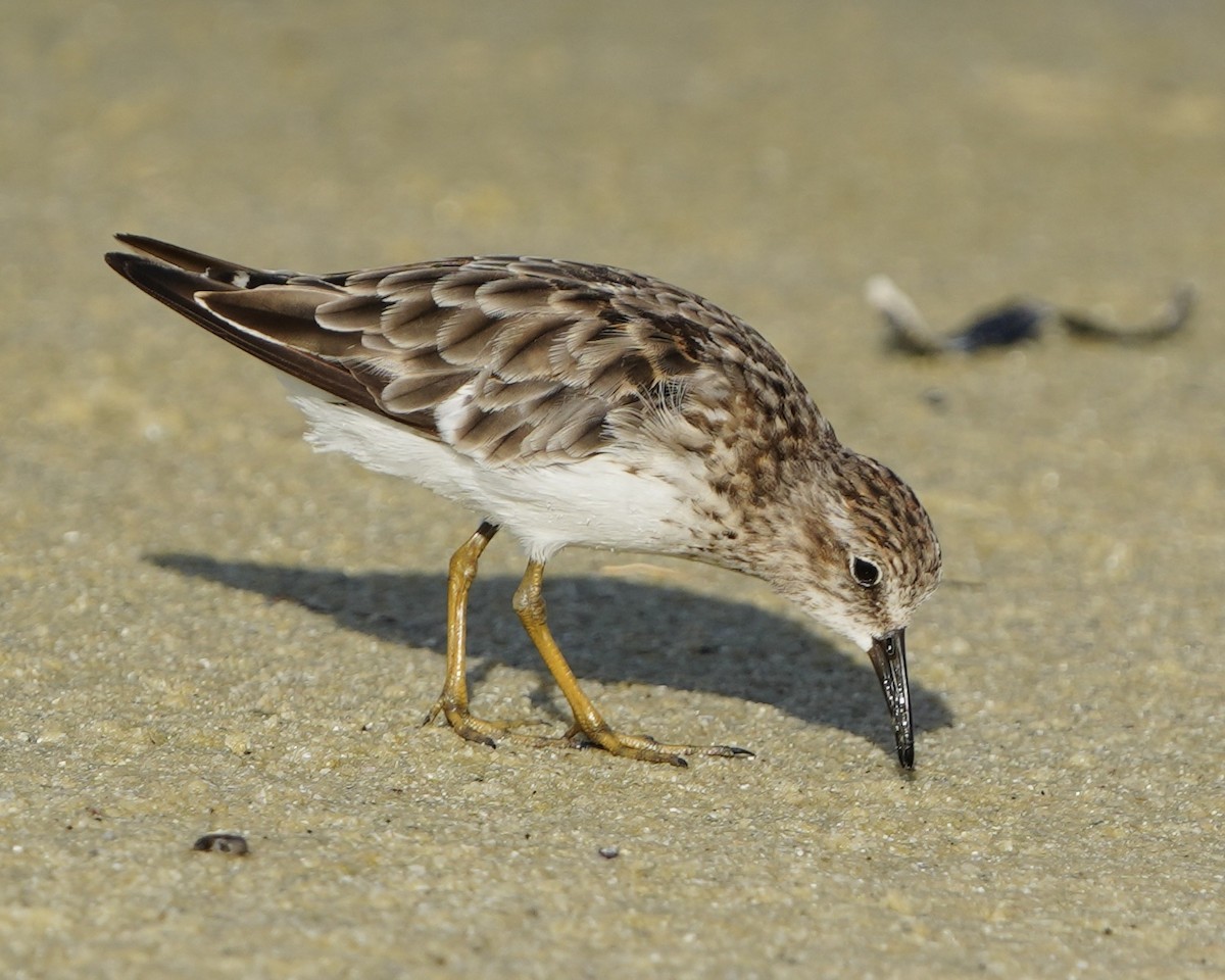 Least Sandpiper - ML640228272