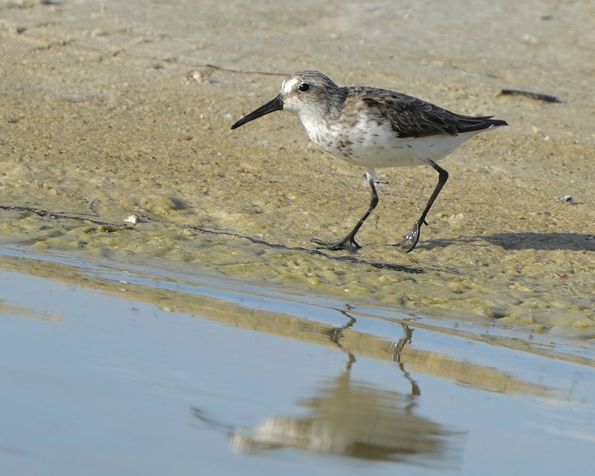 Western Sandpiper - ML640228277
