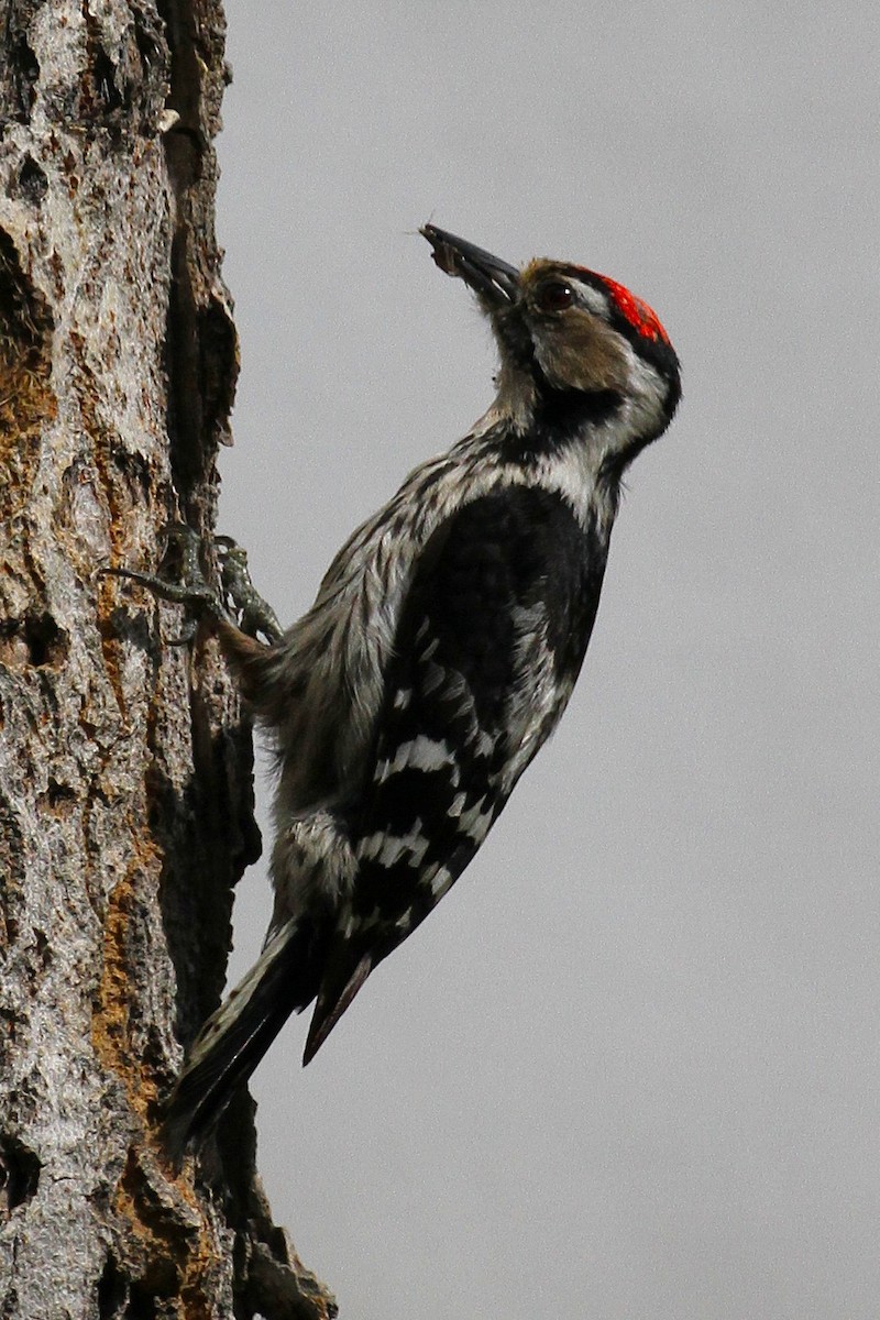 Lesser Spotted Woodpecker - ML640228302