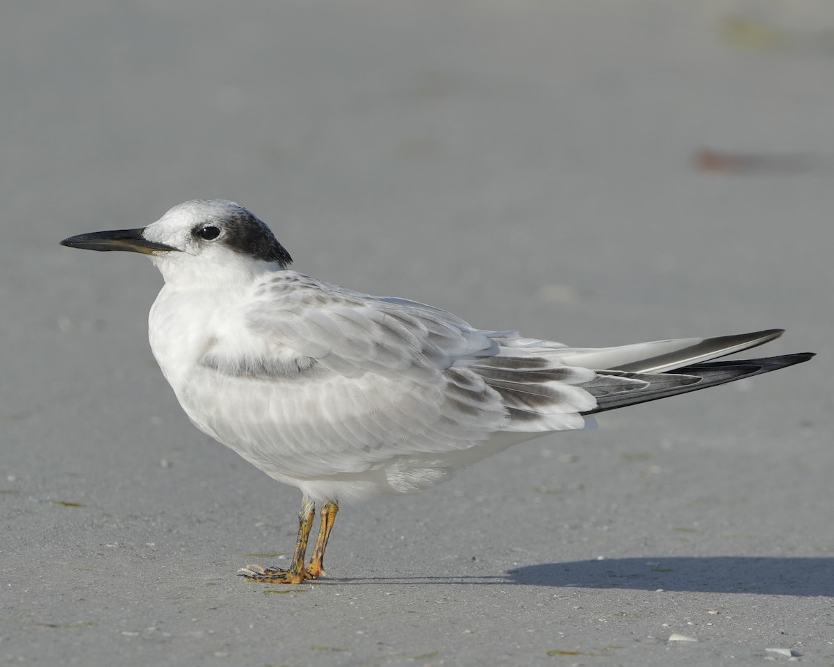 Sandwich Tern - ML640228309
