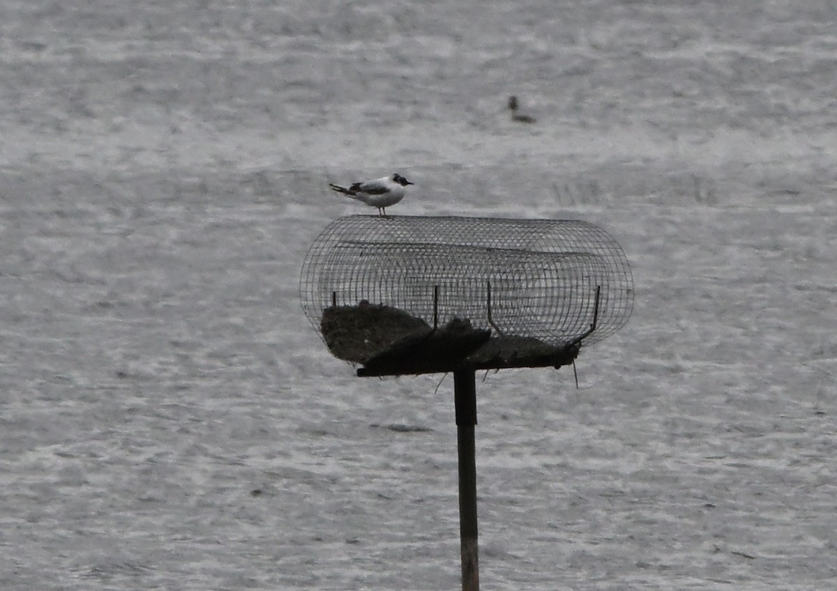 Little Gull - ML640228352