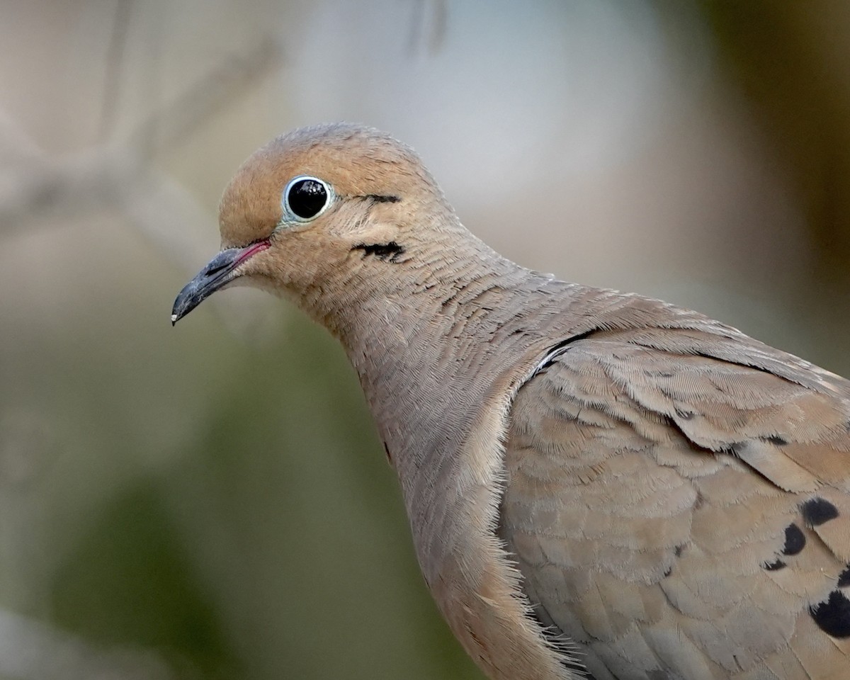 Mourning Dove - ML640228359