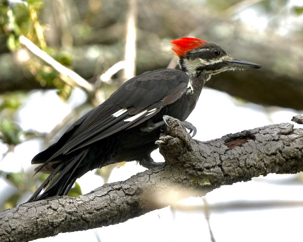 Pileated Woodpecker - ML640228365