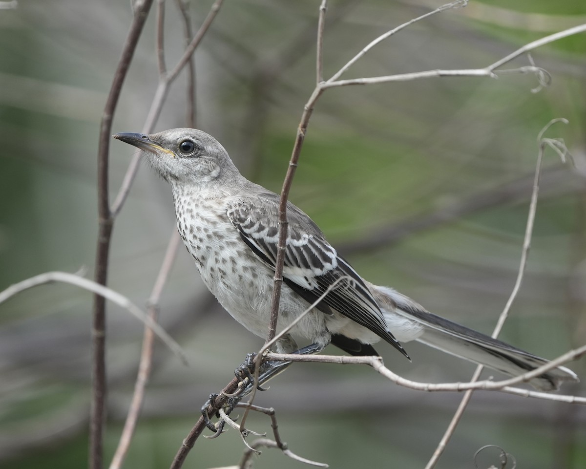 Northern Mockingbird - ML640228385