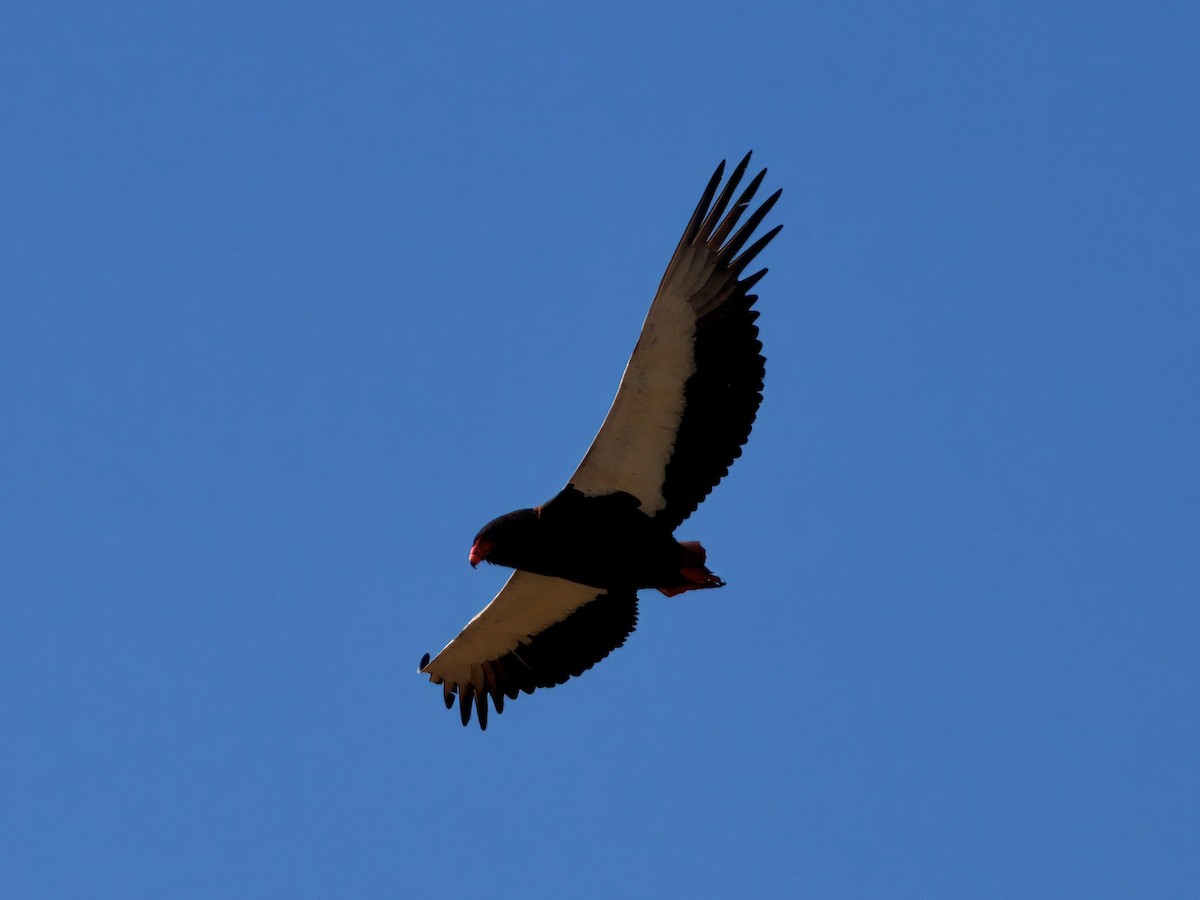 Bateleur - ML640228415