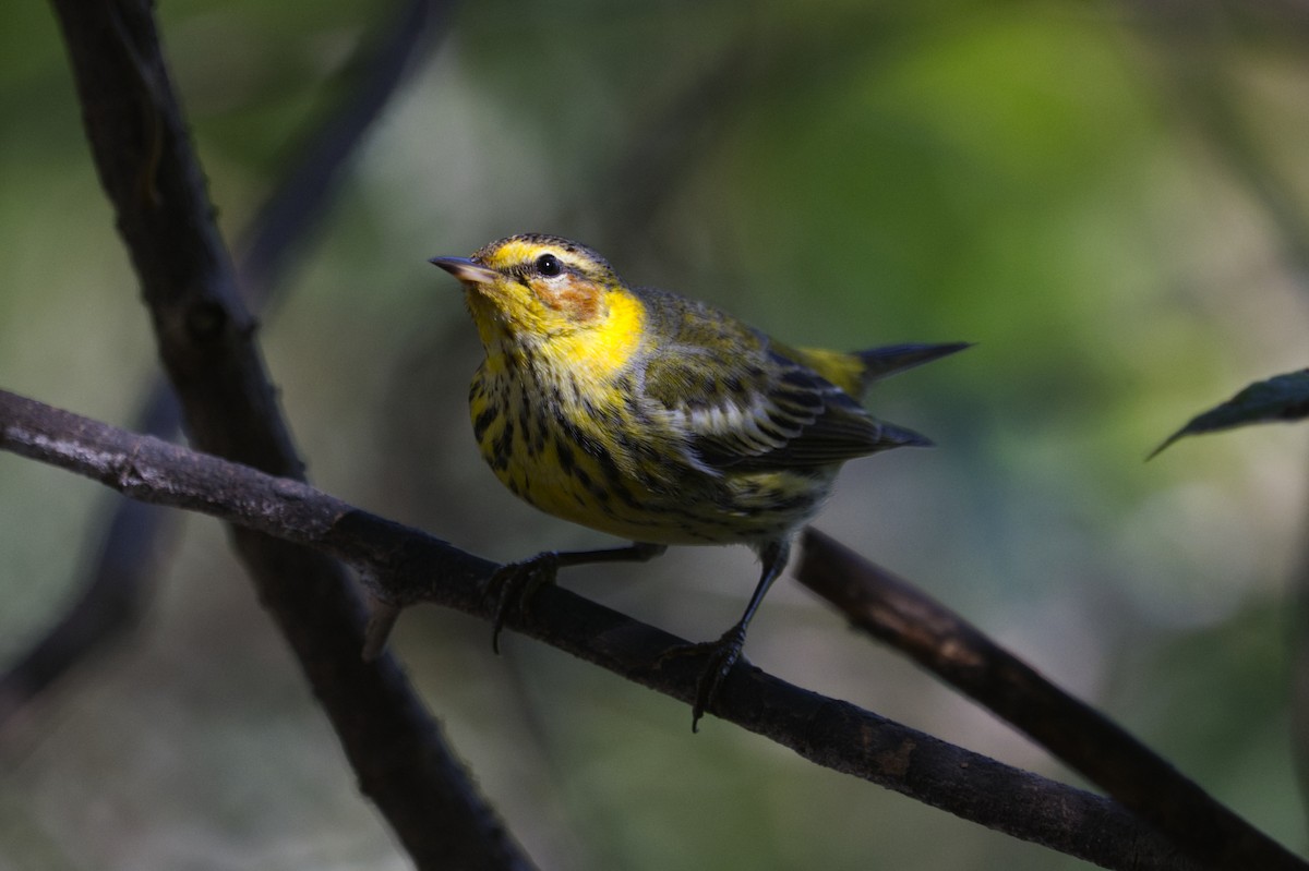 Cape May Warbler - ML640228424