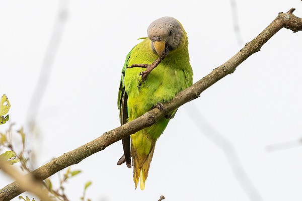 Blossom-headed Parakeet - ML640228541