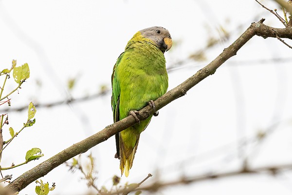 Blossom-headed Parakeet - ML640228571