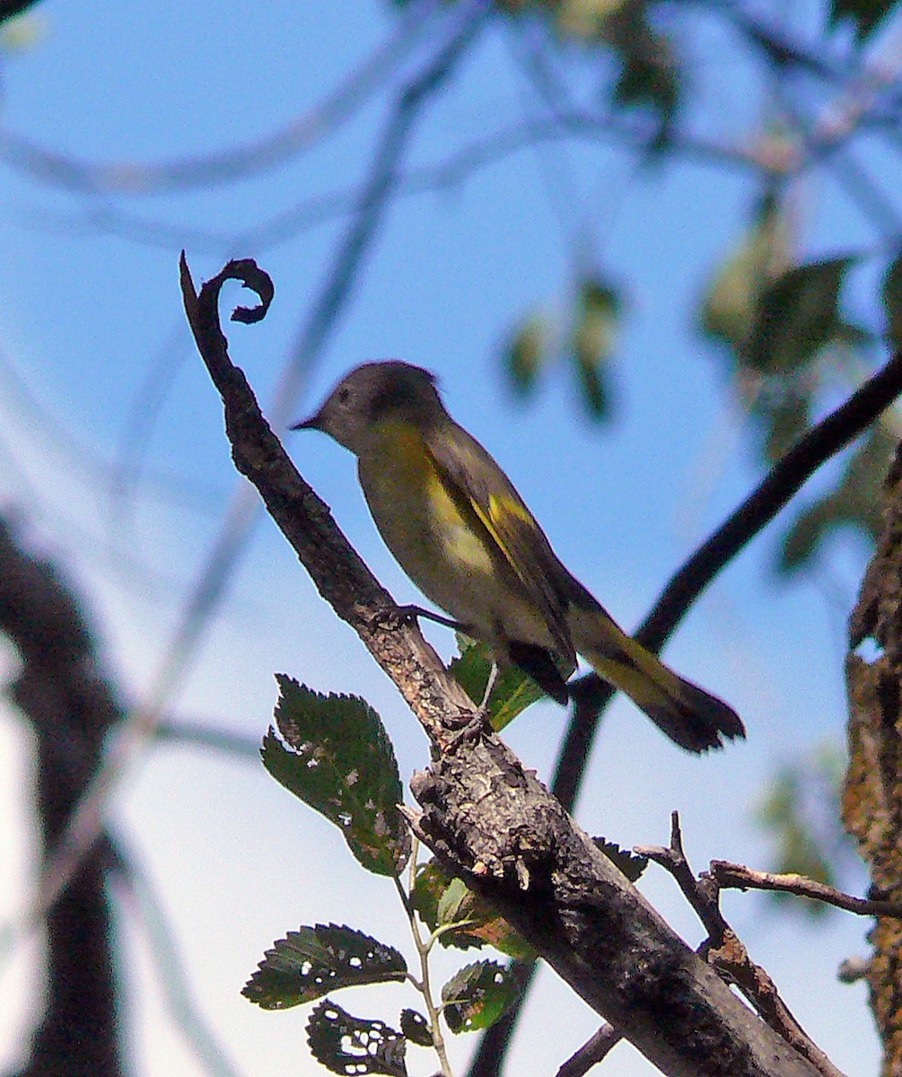 American Redstart - ML640228719