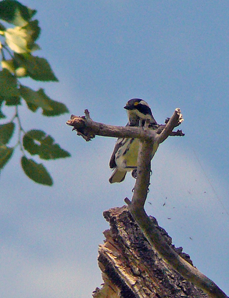 Black-throated Gray Warbler - ML640228749
