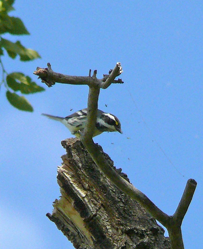 Black-throated Gray Warbler - ML640228750