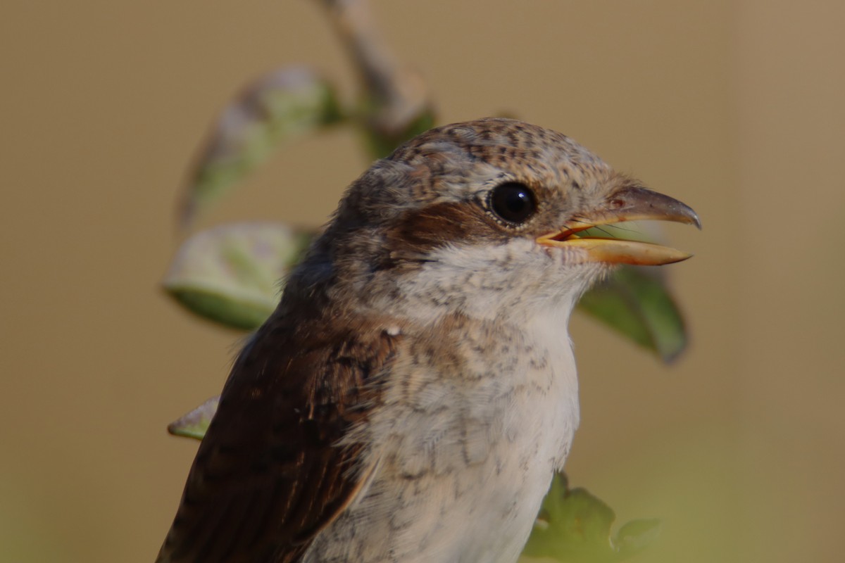 Red-backed Shrike - ML640228755