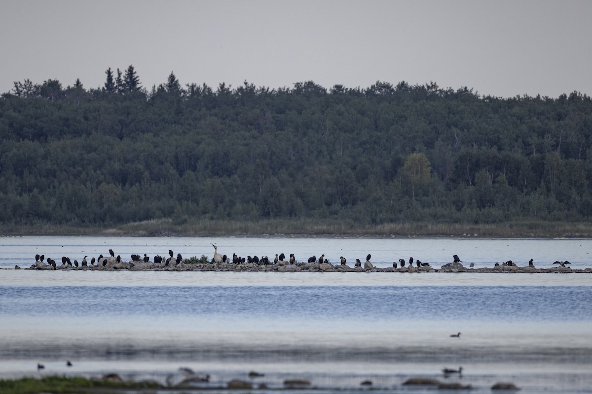 Double-crested Cormorant - ML640228777