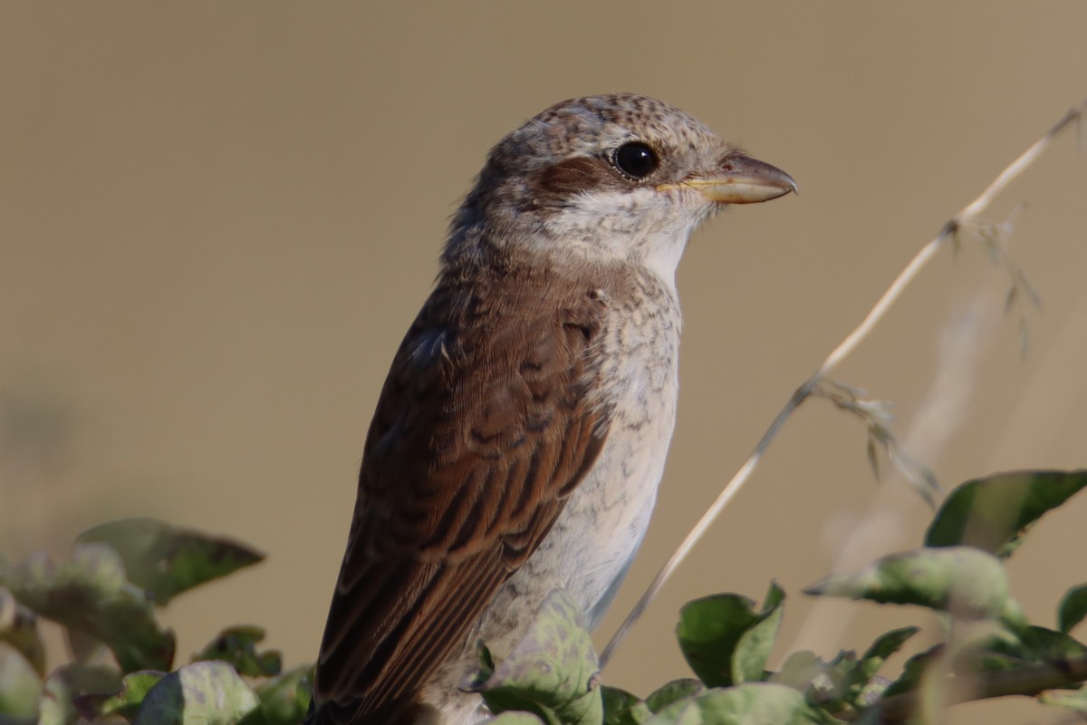 Red-backed Shrike - ML640228797
