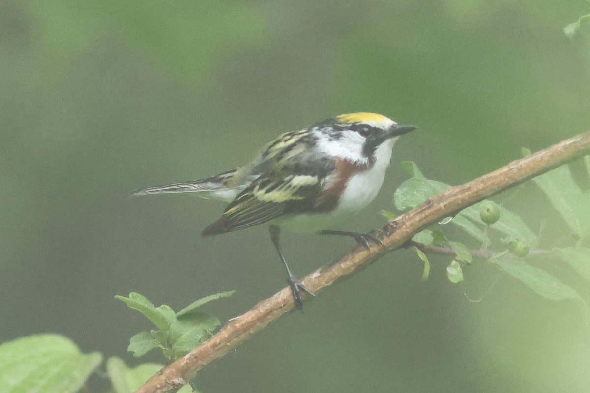 Gelbscheitel-Waldsänger - ML640228812