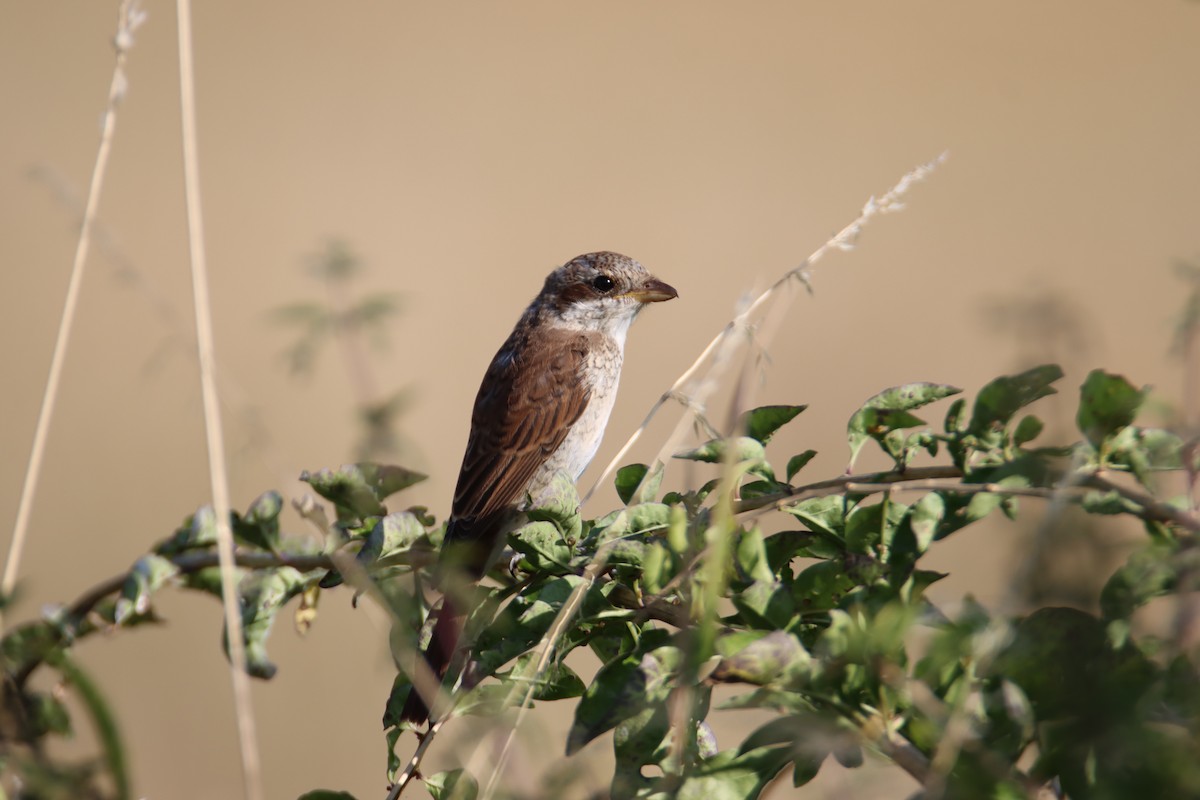 Red-backed Shrike - ML640228815