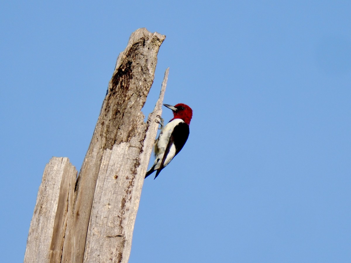 Red-headed Woodpecker - ML640228875