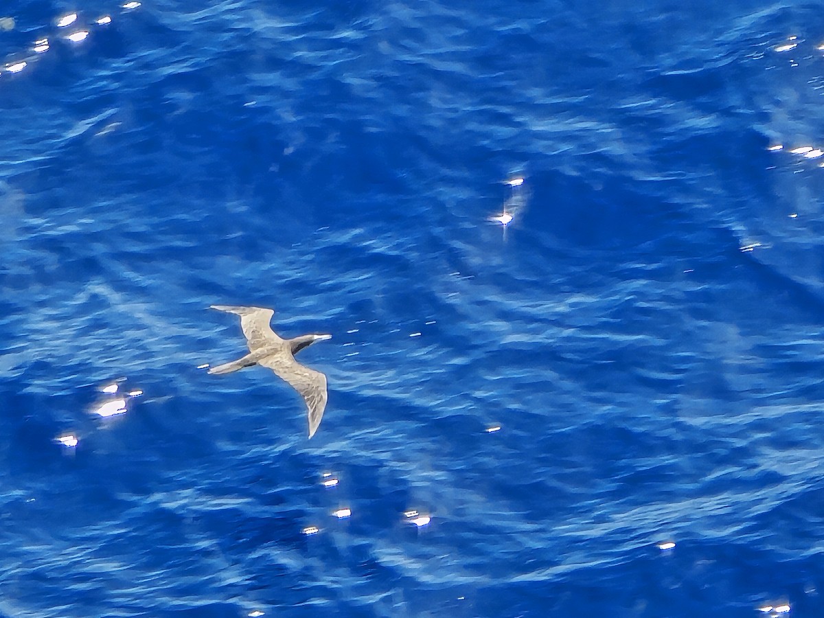 Brown Booby - ML640228891