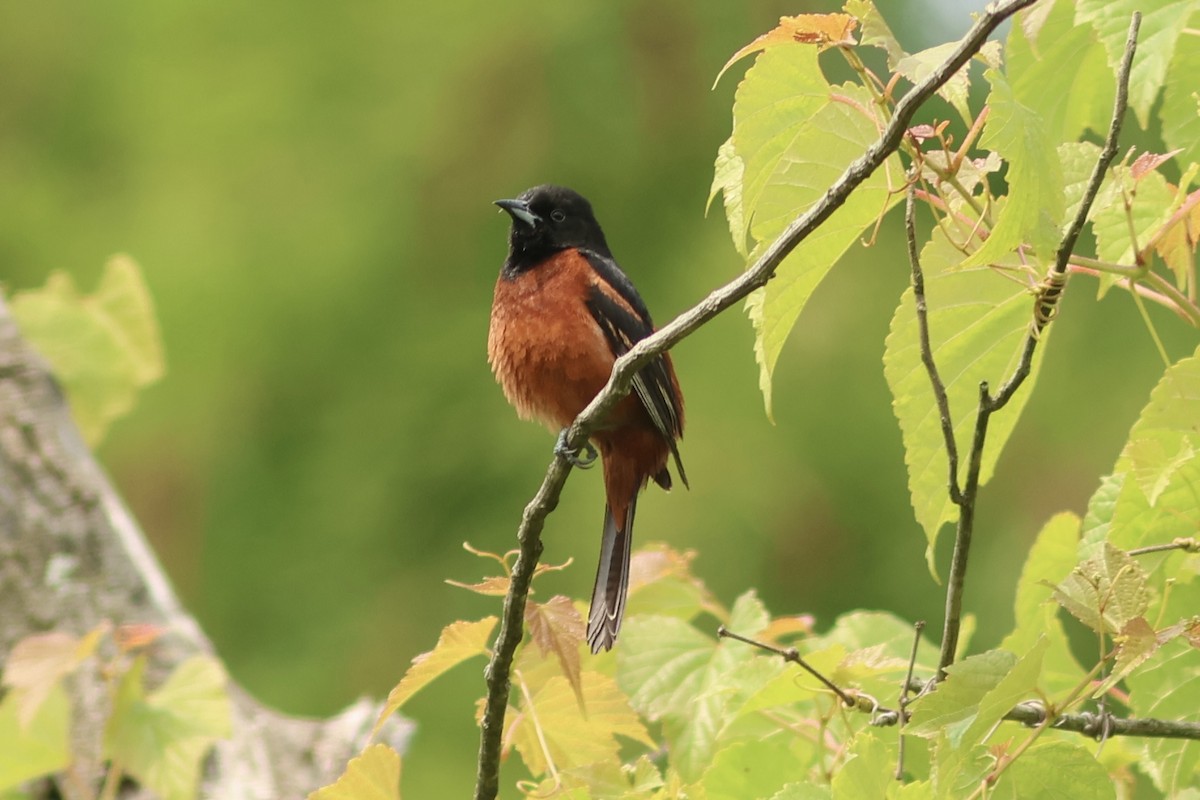 Orchard Oriole - ML640228940