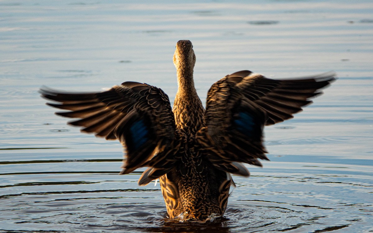 Mallard x Mottled Duck (hybrid) - ML640228955