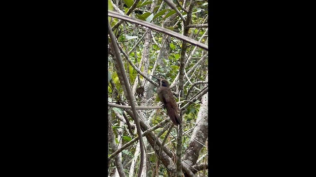 White-vented Violetear - ML640229142