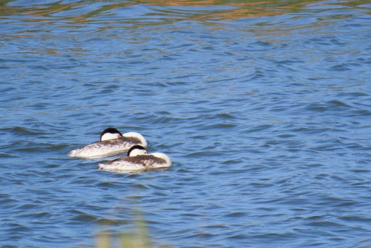 Clark's Grebe - ML640229287