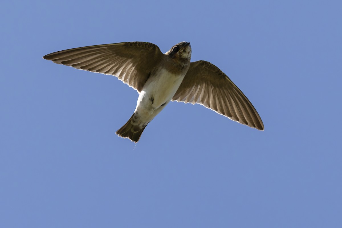 Cliff Swallow (pyrrhonota Group) - ML640229345